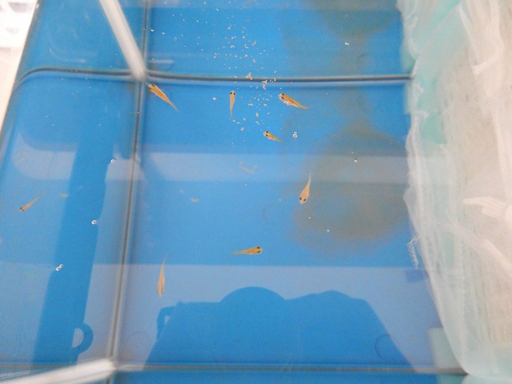 生存率が高い 金魚の赤ちゃん 稚魚 の育て方 ｰ 卵が生まれたら 金魚のあくび
