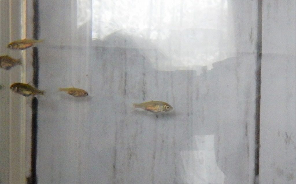 金魚 稚魚 4週間 金魚のあくび