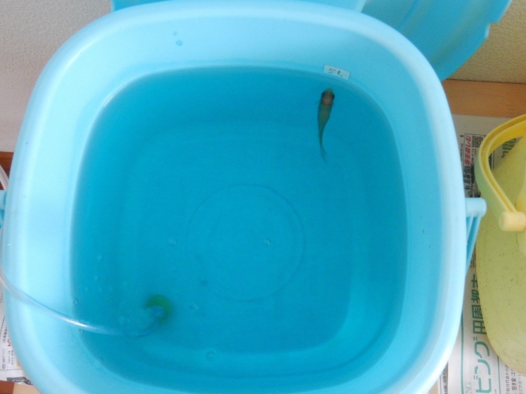 金魚のうろこが逆立ちました 松かさ病の治療 金魚のあくび