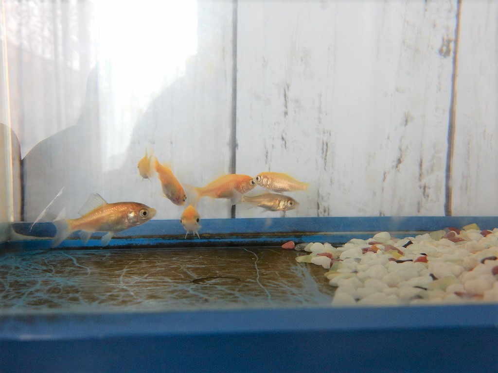 金魚の赤ちゃん 再び鰭が欠けてしまいました 金魚のあくび